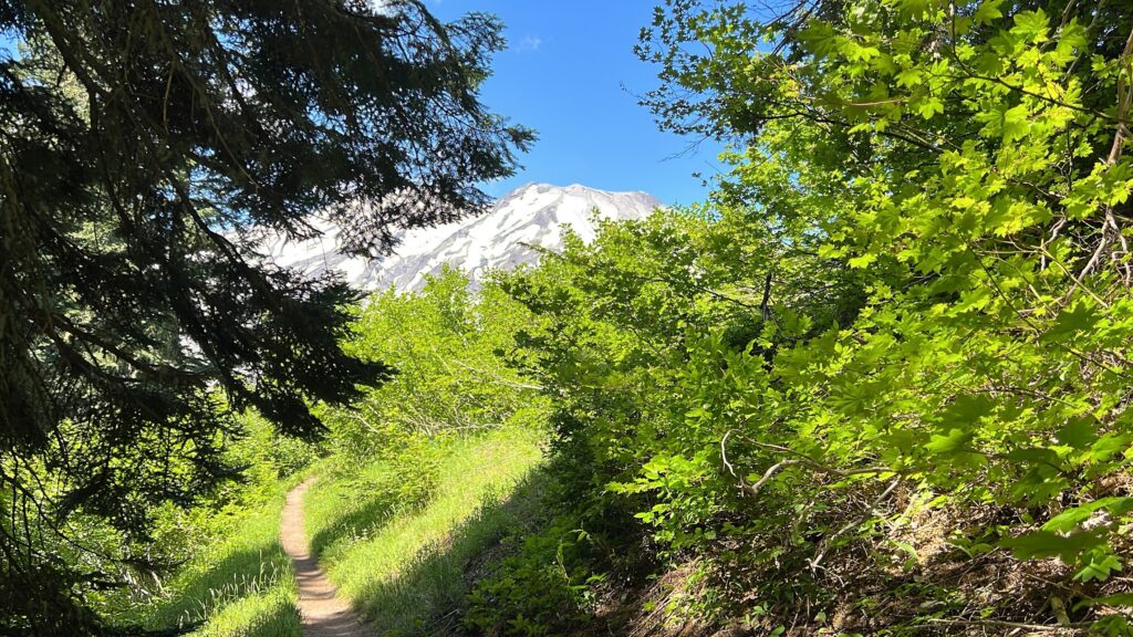 A narrow trail with a view of Mt St Helens