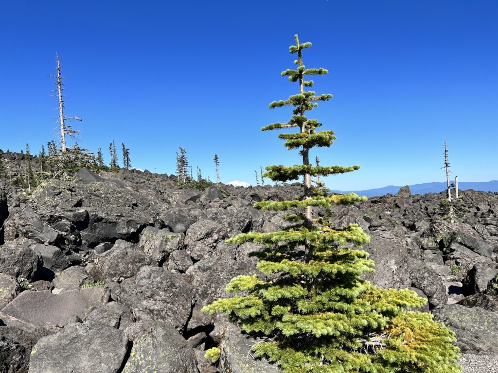 There are seemingly endless amounts of boulders to jump over.